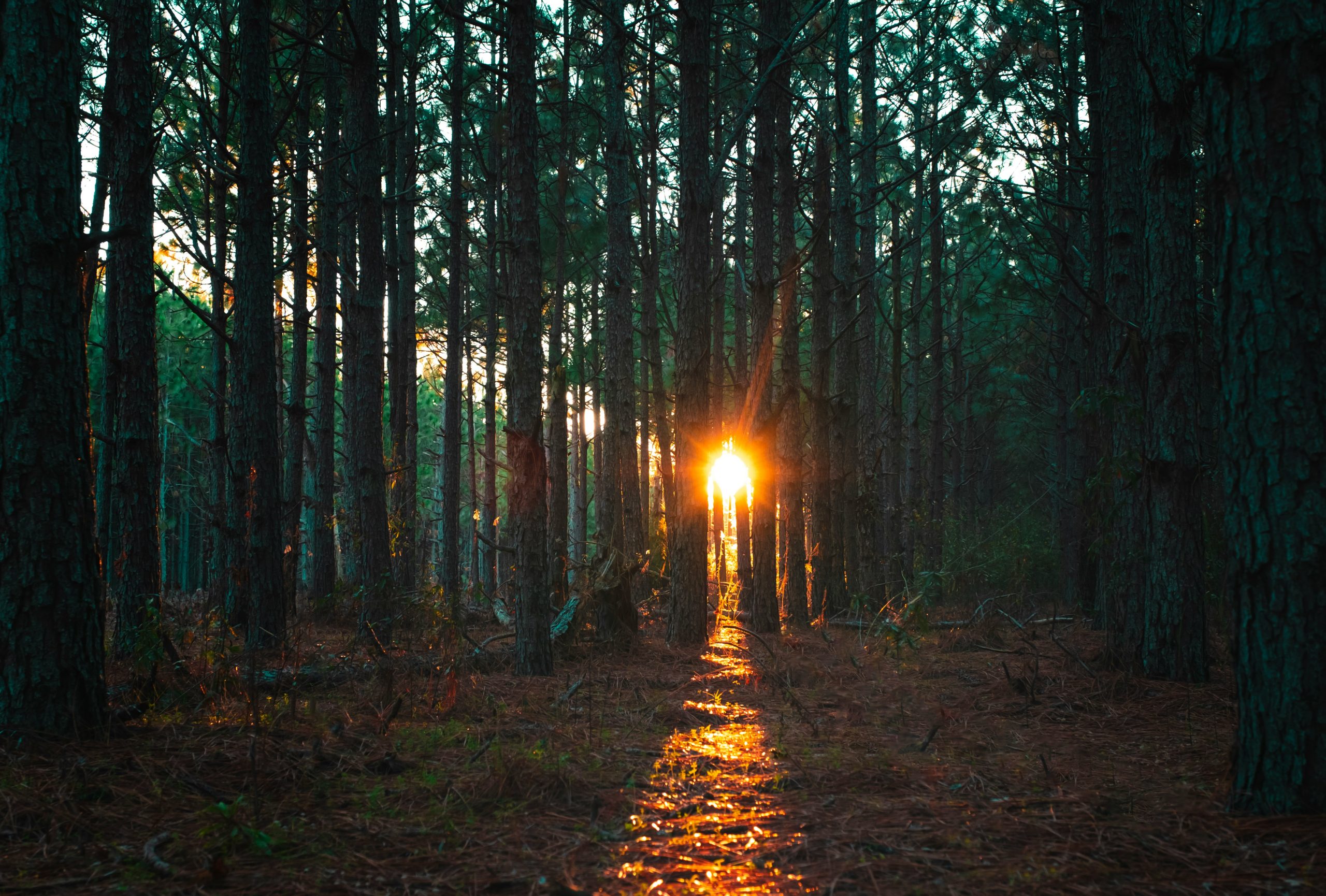 Glimmers – How does body Awareness Heal trauma?